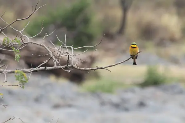 Bir Arı Yiyen Afrika 'nın vahşi doğasındaki çıplak bir dalda zarifçe dinleniyor.
