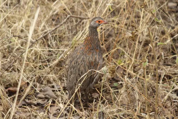 Afrika Çalılarının Kuru Çimlerinin Arasında Becerikli Bir Frankolin Kamuflajı