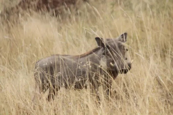 Yaban domuzu: Afrika Vahşi Domuzu Araştırması Kuru Savana Arazisi