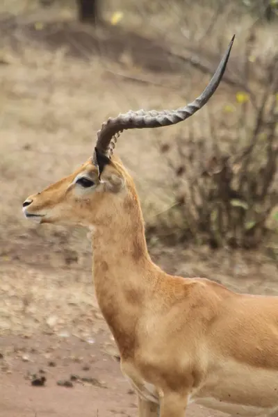 Otlaklardaki Grace: Bir Ceylan Afrika Savanasını İzliyor