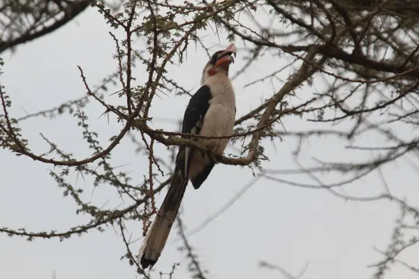 Tedbirli Boynuz Gagası: Akasya dalları arasında sessizce tüneyen ayırt edici bir Afrika Kuşu