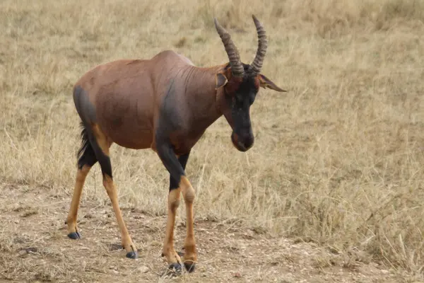 Uyarı: Afrika Savanasının Kuru Çayırlarında Bir Topi Antilobu Tetikte Duruyor
