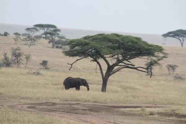 Gölgeli Yalnızlık: Bir Görkemli Fil Afrika 'nın Savanasının Kalbindeki Bir Akasya Ağacı Altında Dinlenme Buldu