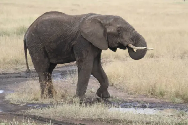 Görkemli ve Farkındalık: Açık Savanada Dolaşan Bir Afrika Filinin Portresi
