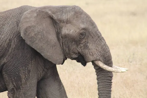 Görkemli ve Farkındalık: Açık Savanada Dolaşan Bir Afrika Filinin Yakın Çekim Portresi
