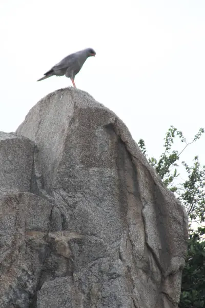 Bir Yırtıcı Kuş Afrika 'nın vahşi doğasındaki Rocky Outcrop' tan Arazi Araştırması Yapıyor
