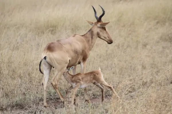 Doğa Hassas Anı: Bir Anne Antilop Yeni Doğan Buzağısını Beslemek İçin Savanada Durdu