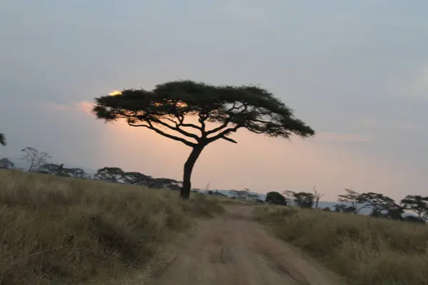 Savannah 'daki alacakaranlık: Güneş Ufkun Altında Kayıyor, Afrika' nın Kalbindeki bir Akasya Ağacının Siluetlerini Çerçeveliyor