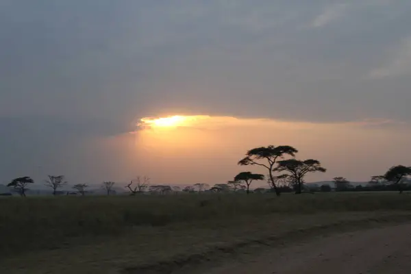 Savannah 'daki alacakaranlık: Güneş Ufkun Altında Kayıyor, Afrika' nın Kalbindeki Akasya Ağaçlarının Siluetlerini Çerçeveliyor