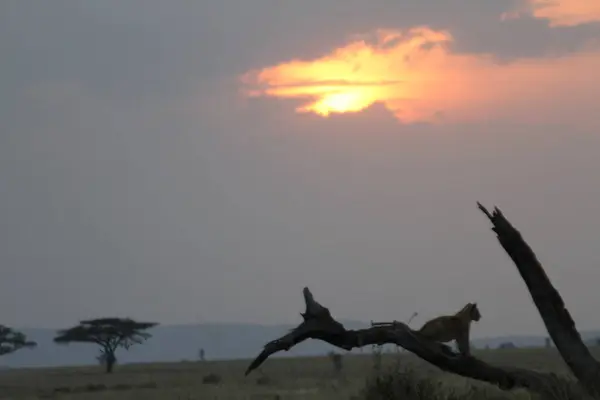 Alacakaranlık Nöbeti: Afrika Savanasının Ateşli Gökyüzüne Karşı Bir Çita Yatıyor