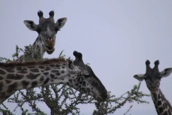 Zarif Devler: Afrika Vahşi doğasındaki Zürafaların Ayırt Edici Özelliklerine Yakından Bir Bakış