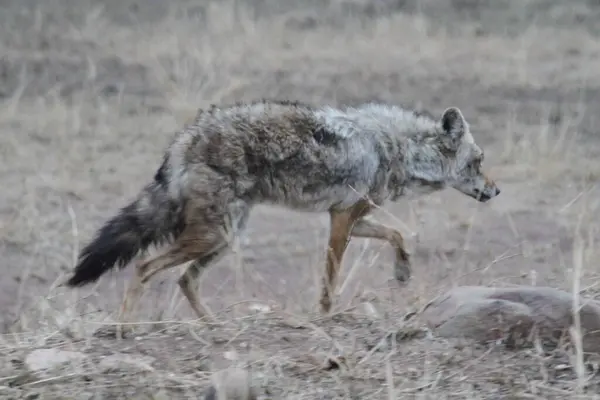 Savana 'da Gizlilik: Bir Çakal Fırsat Ararken Kuru Çayırlarda Sessizce Yürür