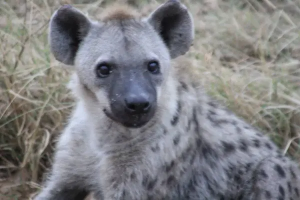 Görülmüş Sırtlan, Vahşi Karanlık 'ta Sessiz Savanada Yemek Bekliyor