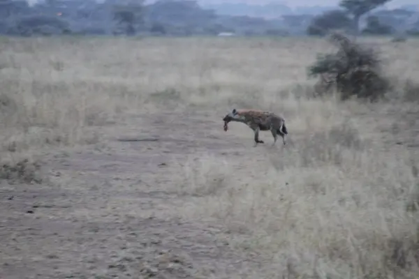 Avcılar Dönüyor: Benekli Sırtlan Avını Sessiz Savana 'nın karşısına Vahşi Karanlık' ta Taşıyor