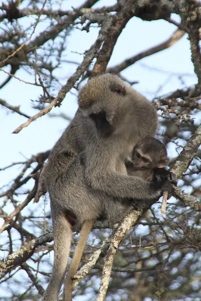 Ağaç tepelerindeki Tender: Bir Vervet Maymunu Ormanın Güvenliğinde Bebeği Beşik Altında Tutuyor