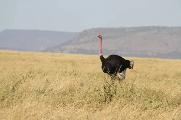 Uzun ve Gururlu: Yalnız Bir Devekuşu Açık Gök Altında Altın Savana 'yı Araştırıyor