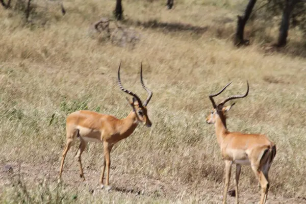 Savana 'daki Durgunluk: Afrika Çalı' nın Çimenleri Ortasında Sessiz Karşılaşma 'da İki Kazık Duraklaması