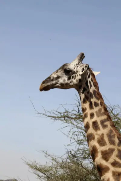 Zarif Dev: Afrika Vahşi Doğasında Zürafaların Ayırt Edici Özelliklerine Yakından Bir Bakış