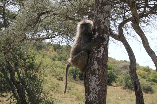 Bir Babun Afrika 'daki yaşam alanının çevresini incelemek için bir ağaca tırmanır.
