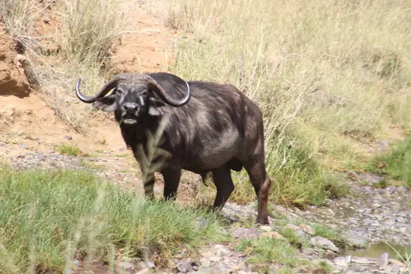 Bir Bufalo Afrika 'nın vahşi doğasındaki bir su kuyusunun yakınındaki araziye bakıyor.