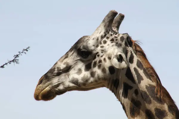 Zarif Dev: Afrika Vahşi Doğasında Zürafaların Ayırt Edici Özelliklerine Yakından Bir Bakış