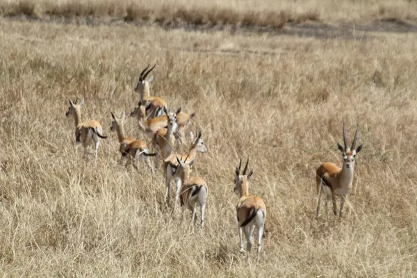 Bir Ceylan Sürüsü Afrika Savanasının Uzun Çayırlarında Dolaşıyor