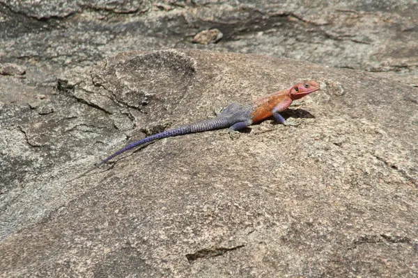 Şık bir stil: Canlı Renkli bir Agama Kertenkelesi Afrika Kayası 'nda Güneşi Soludu