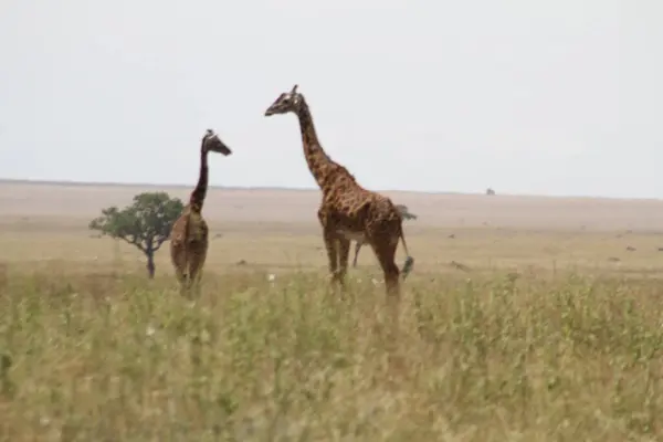 Zarif Devler: Afrika 'nın vahşi doğasında bir çift zürafaya bakın