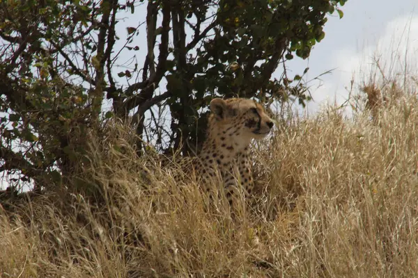 Grace ve Focus: Bir Çita, Afrika Ovalarını Uzun Çimenlerdeki Vantage 'ından Tarar