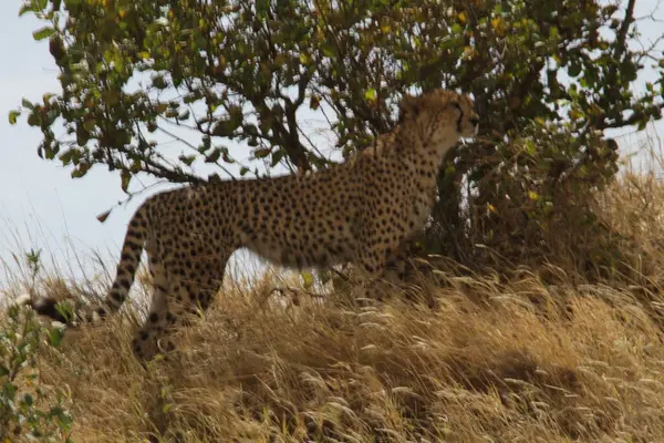 Grace ve Focus: Bir Çita, Afrika Ovalarını Uzun Çimenlerdeki Vantage 'ından Tarar