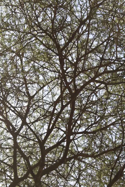 Yaşam Ağı: Afrika Akasya Ağının Karmaşık Örtüsü Gökyüzünü Çerçeveliyor