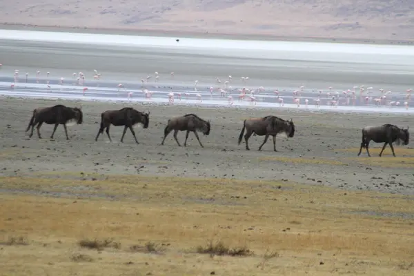 Antilopların Yürüyüşü: Afrika 'nın Kalbinde Lakebed' in karşısında sessiz bir geçit töreni