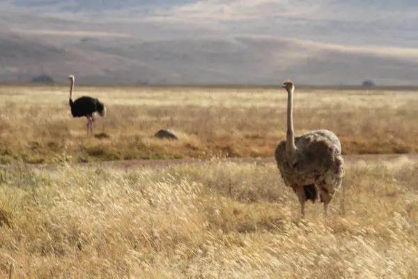 Bir çift devekuşu açık gökyüzünün altındaki altın savanayı araştırıyor.