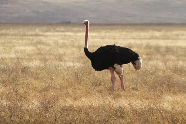Uzun ve Gururlu: Yalnız Bir Devekuşu Açık Gök Altında Altın Savana 'yı Araştırıyor