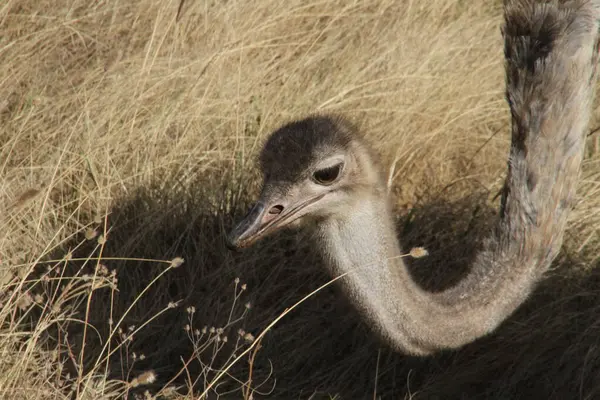 Bir Devekuşunun Yakın Çekimi Açık Gök Altında Altın Savana Araştırması
