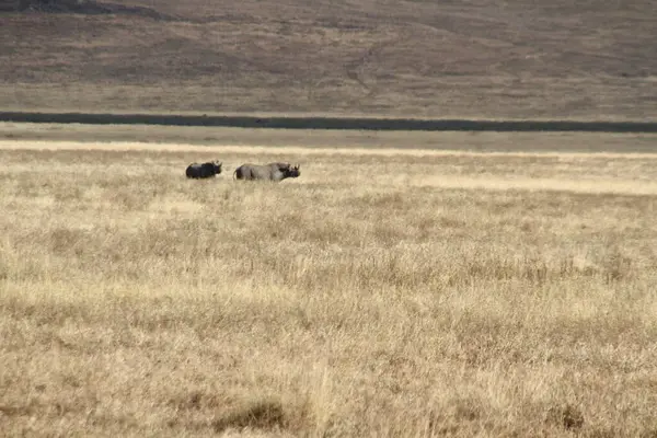 Horizon 'daki devler gergedanlar Afrika Savanasının açık otlaklarını aşıyor.