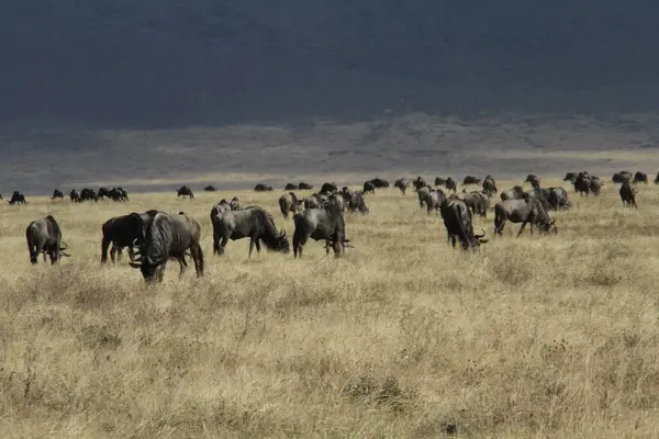Thundering Herd: Afrika 'nın engin otlaklarında kara kara düşünen bir gökyüzü altında gezen antiloplar
