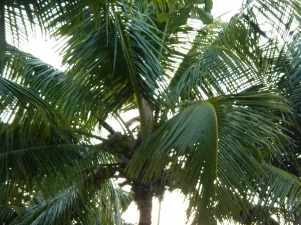 Titrek yeşil palmiye yapraklarının yakın plan çekiminde tropikal güneş ışığı içinden süzülüyor..