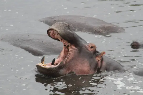 Geniş Açık Uyarı: Bir Hippopotam Güçlü bir Bölge Gösterisinde Büyük Çene 'lerini Esner veya Görüntüler
