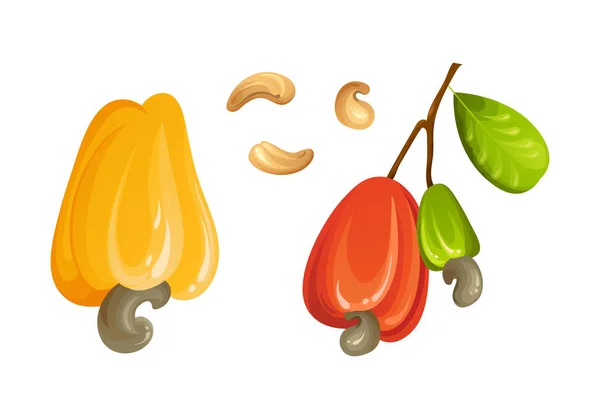 stock vector Red cashew nut. Unripe and ripe exotic yellow fruit with green leaves. Cartoon vector illustration.