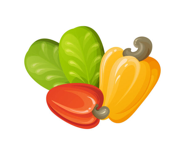 Красный орех кешью. Незрелые и спелые экзотические желтые фрукты с зелеными листьями. Мультфильм-векторная иллюстрация.
