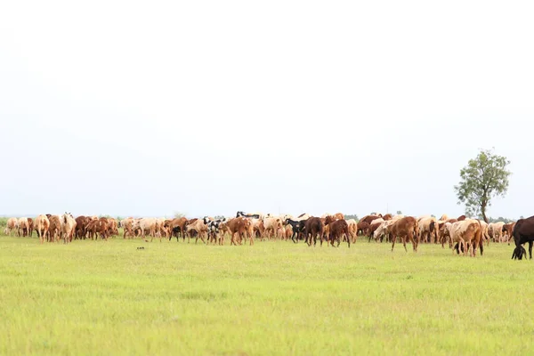 緑の畑に羊や牛が立っています — ストック写真
