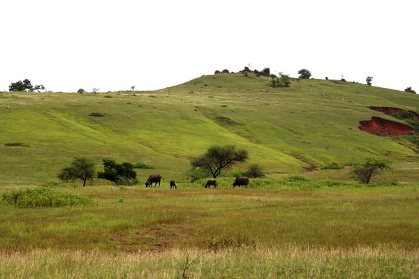 Buffels Wandelen Groen Grasland Met Witte Lucht — Stockfoto