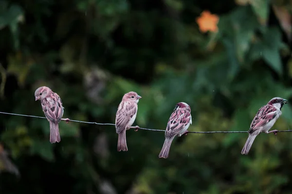 Cuatro Aves Comunes Indias Pie Sobre Alambre — Foto de Stock