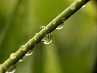 Bir sapın üzerine düşen çiy damlalarının yakın plan resmi