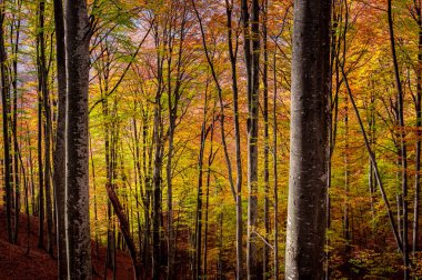 Romanya 'nın Karpat Dağları' ndaki Buila Vanturarita Ulusal Parkı 'nda sonbahar. Ormanda canlı sonbahar renkleri. Renkli Sonbahar Yaprakları. Yeşil, sarı, turuncu, kırmızı.