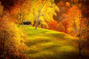 Romanya 'nın Karpat Dağları' ndaki Buila Vanturarita Ulusal Parkı 'nda sonbahar. Patrunsa inzivası, ormanın canlı sonbahar renkleriyle çevrili..