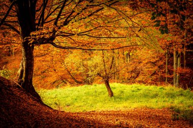 Romanya 'nın Karpat Dağları' ndaki Buila Vanturarita Ulusal Parkı 'nda sonbahar. Ormanda canlı sonbahar renkleri. Renkli Sonbahar Yaprakları. Yeşil, sarı, turuncu, kırmızı.