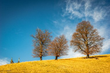 Romanya 'nın Karpat Dağları' ndaki Buila Vanturarita Ulusal Parkı 'nda sonbahar. Ormanda canlı sonbahar renkleri. Renkli Sonbahar Yaprakları. Yeşil, sarı, turuncu, kırmızı.