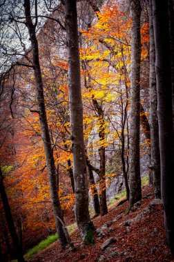Romanya 'nın Karpat Dağları' ndaki Buila Vanturarita Ulusal Parkı 'nda sonbahar. Ormanda canlı sonbahar renkleri. Renkli Sonbahar Yaprakları. Yeşil, sarı, turuncu, kırmızı.
